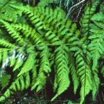phayscentedfol1bucklerfern