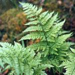 phayscentedfol2bucklerfern