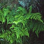 phayscentedfor1bucklerfern