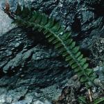 phollyfol1fern