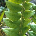 phollyfol2fern