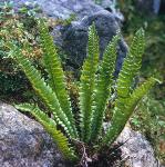phollyfor1fern