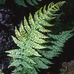 pladyfol1fern