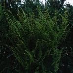 pladyfor2fern