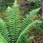 pmalefol1fern