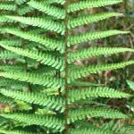 pmalefol6fern