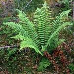 pmalefor1fern