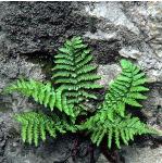 pmalefor2fern