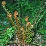 pmalefor3fern