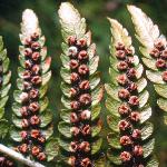 pmalefru5fern