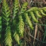 pmarshfol1fern