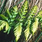 pmarshfol2fern