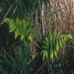 pmarshfor1fern