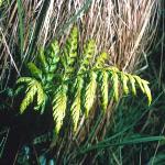 pmarshfor2fern