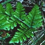 poakfol2fern