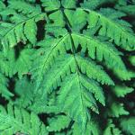 poakfolefern