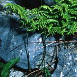poakfor1fern