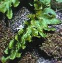pcommonfol1polypody