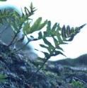 pcommonfor1polypody