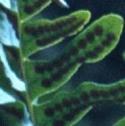 pcommonfru1polypody