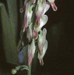 pwhiteflorampingfumitory