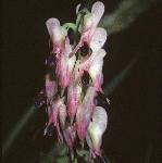 pwhiteflosrampingfumitory