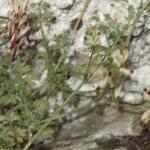 pwhitefol1rampingfumitory