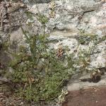 pwhiteforrampingfumitory