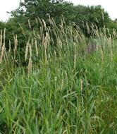 phalarisarundinaceainberkshire1a