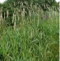 reedfforcanarygrassbritishflora