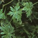 bloodyffolcranesbill