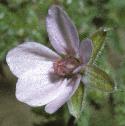 commonflostorksbill