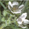 commonflosstorksbill