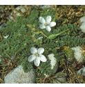 commonforstorksbill