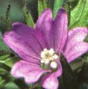 cutffloleavedcranesbill