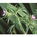 cutfflosleavedcranesbill