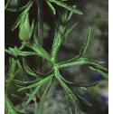 cutffolleavedcranesbill