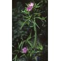 cutfforleavedcranesbill