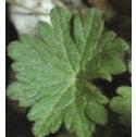 dovesfootffolcranesbill