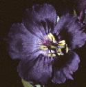 duskyfflocranesbill
