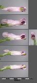 fewcflofloweredfumitorywikimediacommons