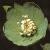 fgreencolflohellebore1