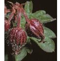 italianffolcranesbill