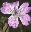knottedfflocranesbill