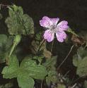 knottedfforcranesbill