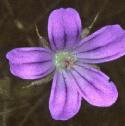 longstalkedfflocranesbill