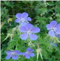 meadowffloscranesbillbritishflora