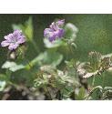 pencilledfforcranesbill