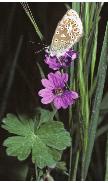 pyreneanfflocranesbillbutterfly1