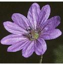 pyreneanfflocranesbill